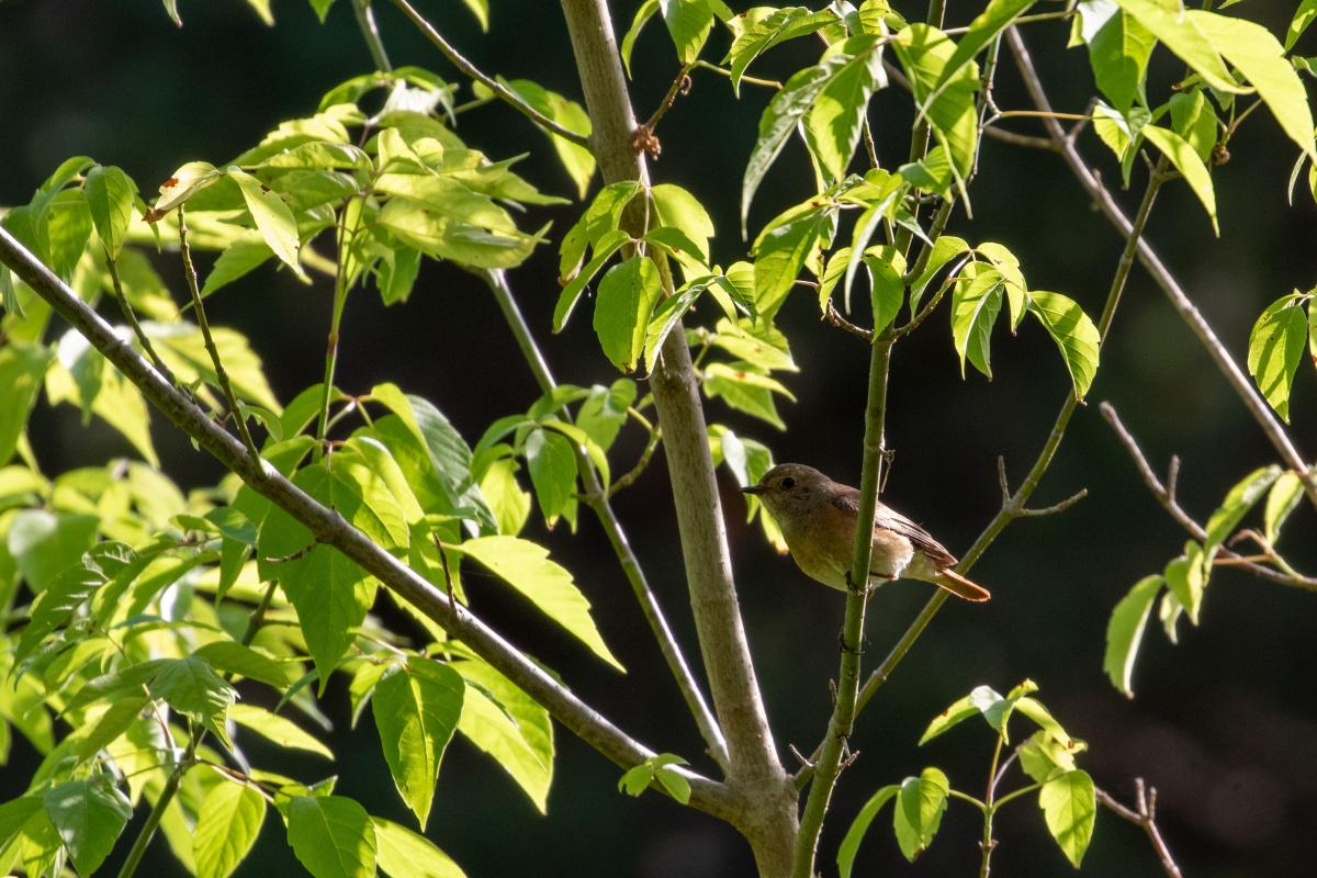 Common Redstart (Phoenicurus phoenicurus)
