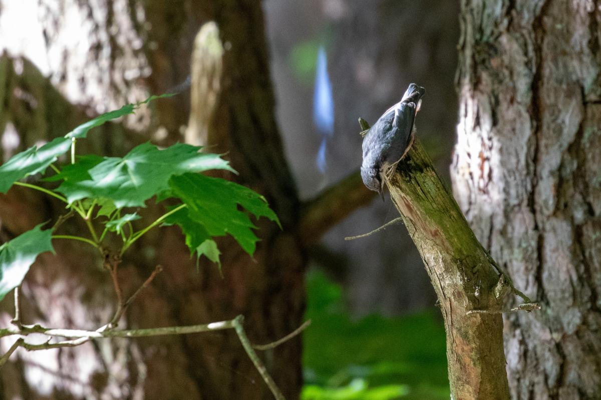 Eurasian nuthatch (Sitta europaea)