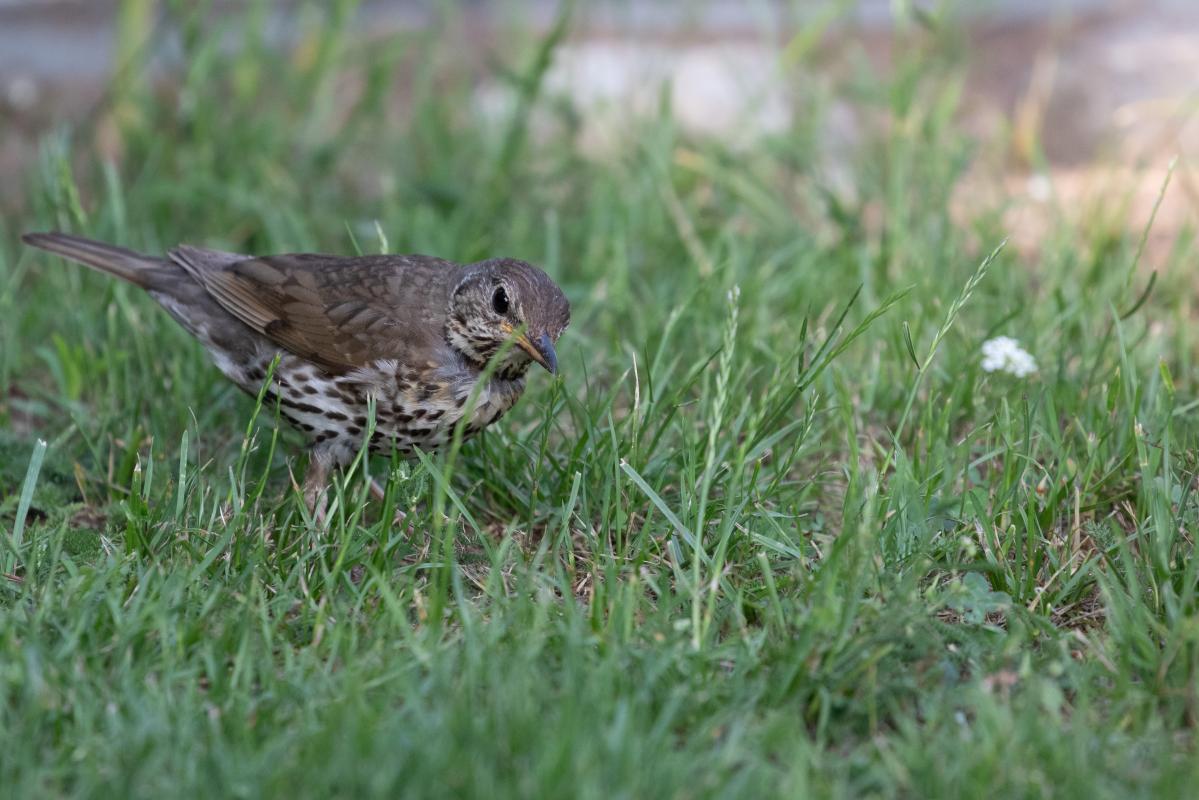 Song Thrush (Turdus philomelos), Pilkapio gatvė, Kernavė, Vilnius, Lithuania, 2023-06-24 Song Thrush (Turdus philomelos)
