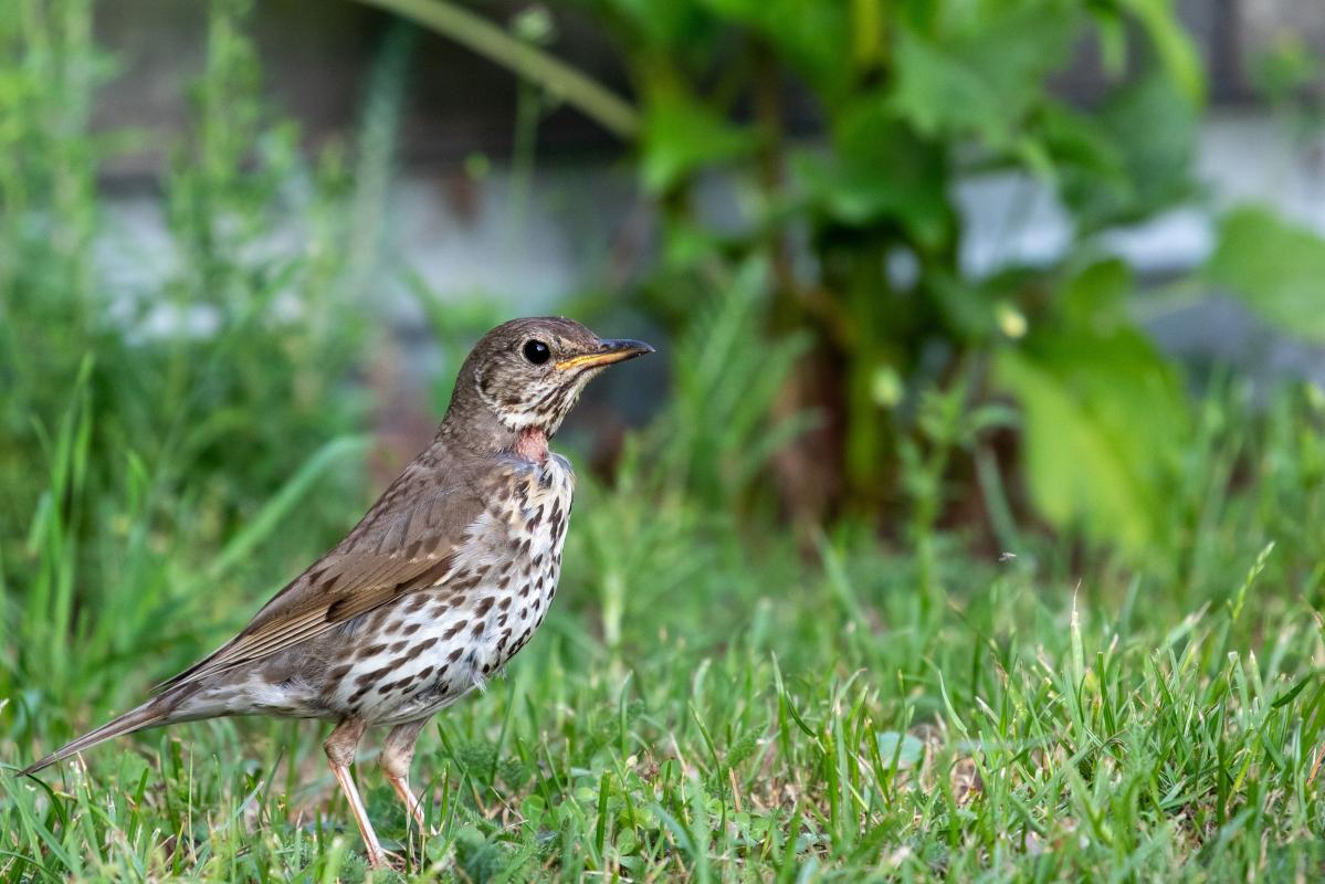 Song Thrush (Turdus philomelos), Pilkapio gatvė, Kernavė, Vilnius, Lithuania, 2023-06-24 Song Thrush (Turdus philomelos)