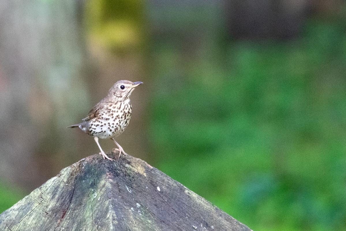 Song Thrush (Turdus philomelos), Pilkapio gatvė, Kernavė, Vilnius, Lithuania, 2023-06-25 Song Thrush (Turdus philomelos)