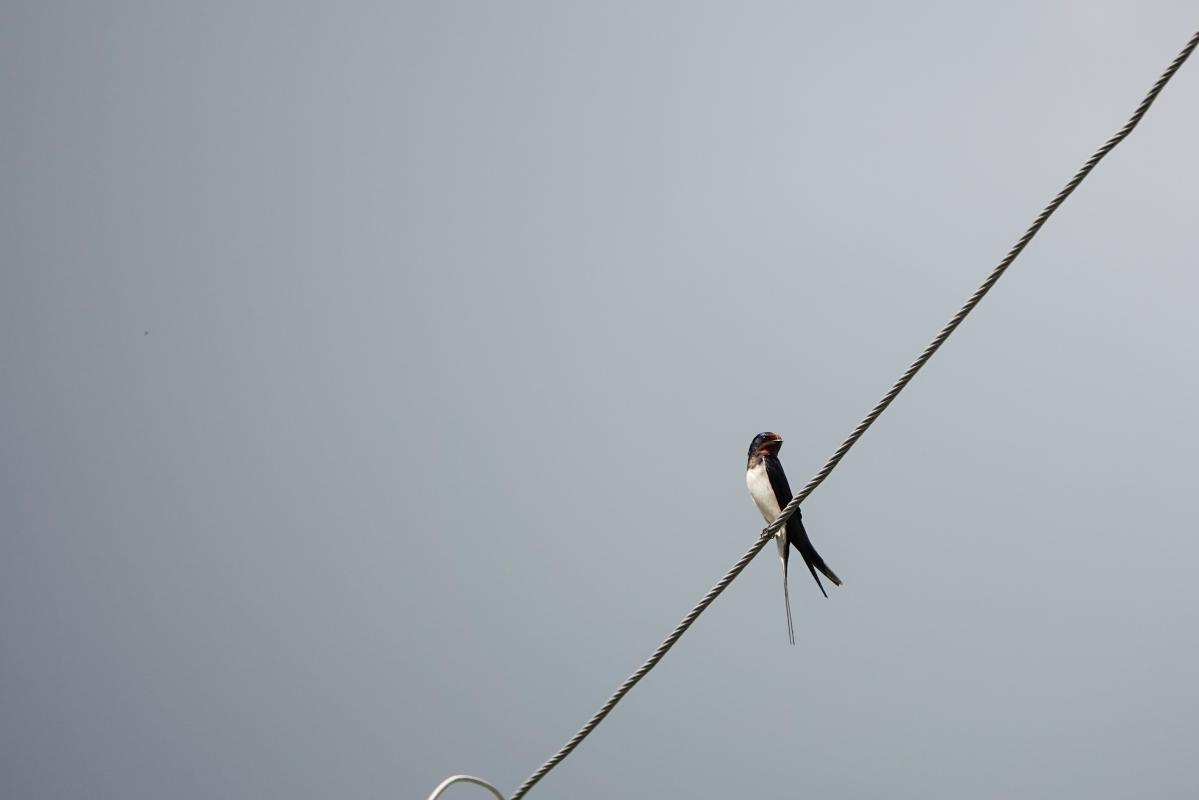 Barn Swallow (Hirundo rustica)