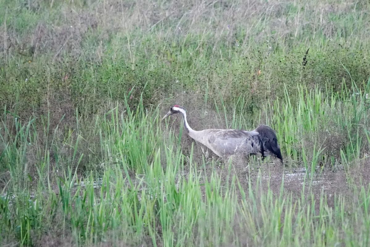 Common Crane (Grus grus)