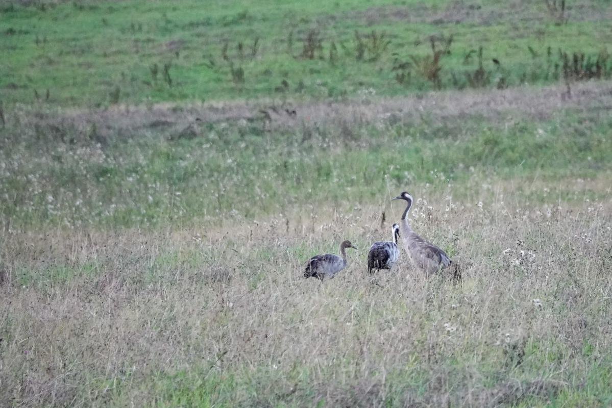 Common Crane (Grus grus)