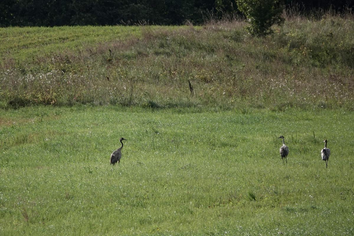 Common Crane (Grus grus)