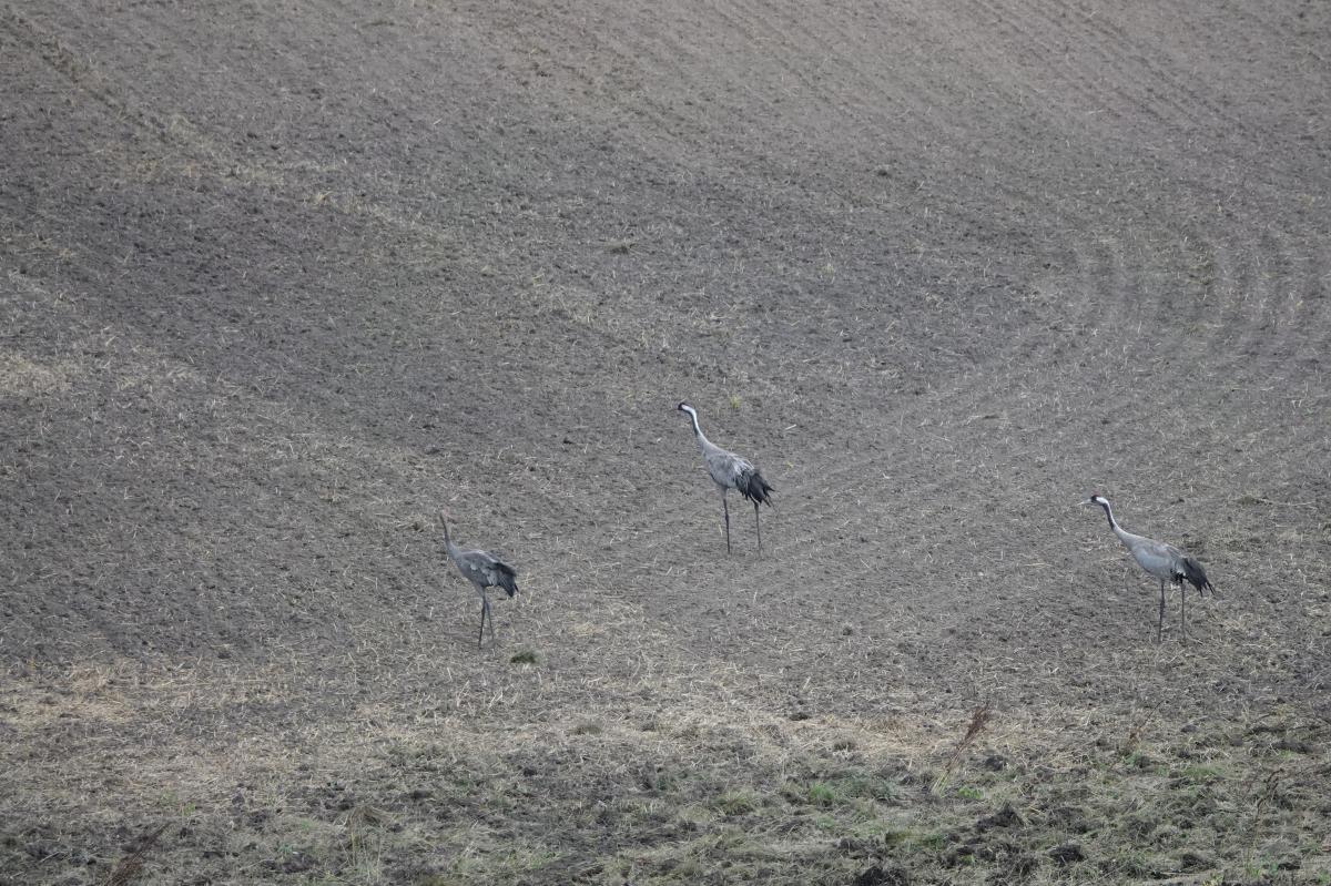 Common Crane (Grus grus)