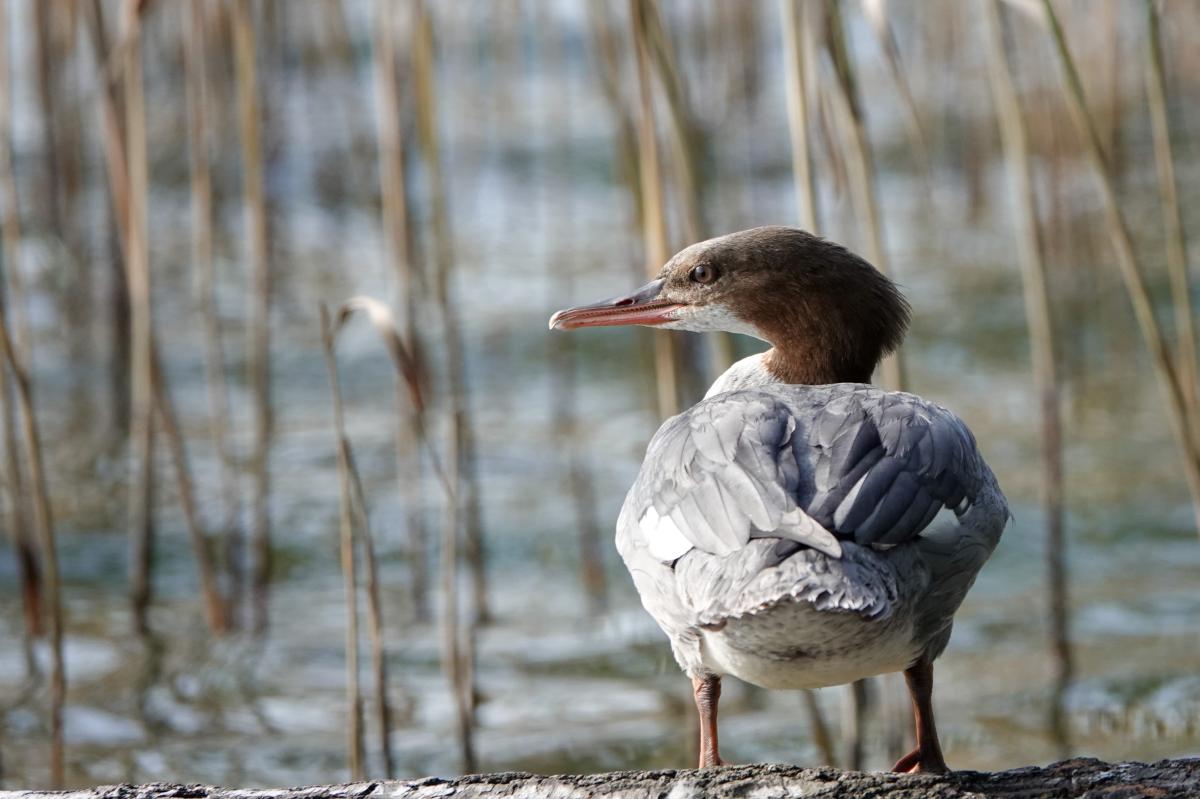 Common Merganser (Mergus merganser)