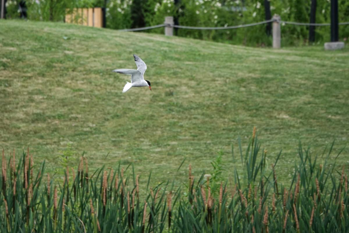 Common tern (Sterna hirundo)