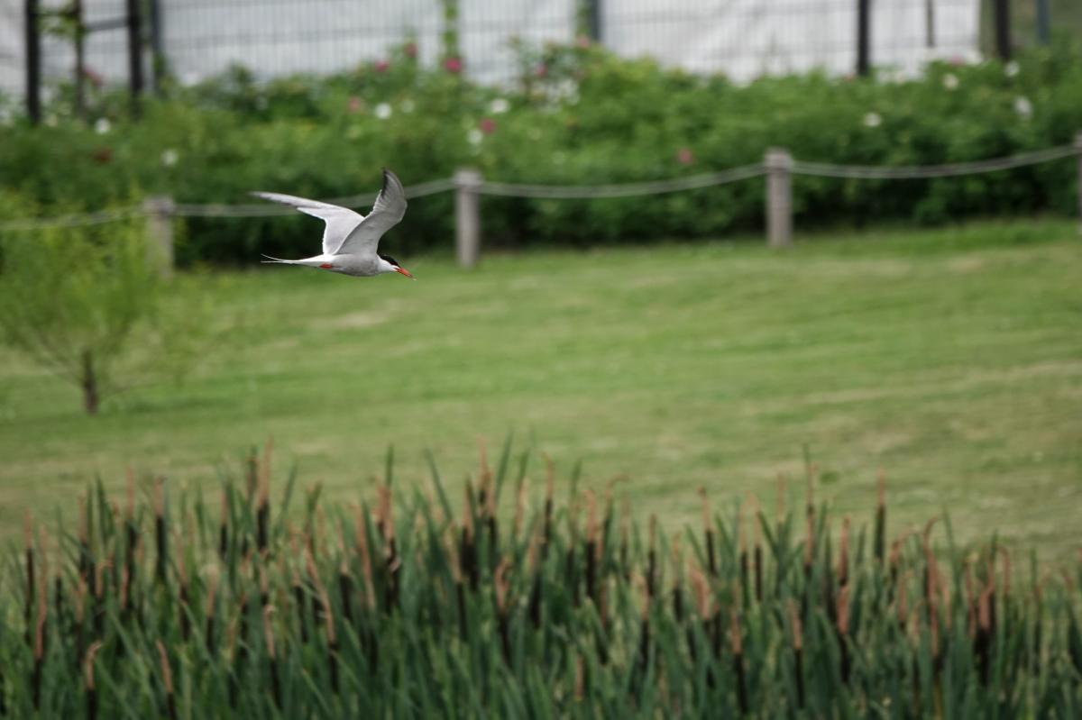 Common tern (Sterna hirundo)