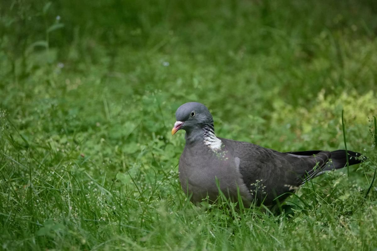 Common Wood Pigeon (Columba palumbus)