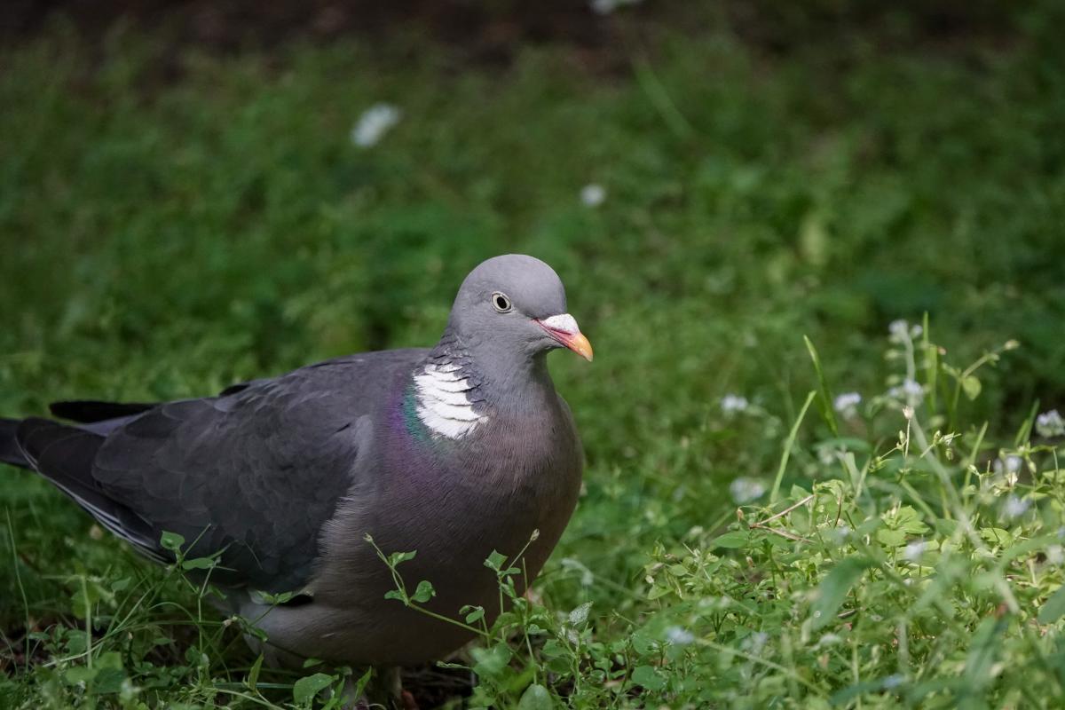 Common Wood Pigeon (Columba palumbus)