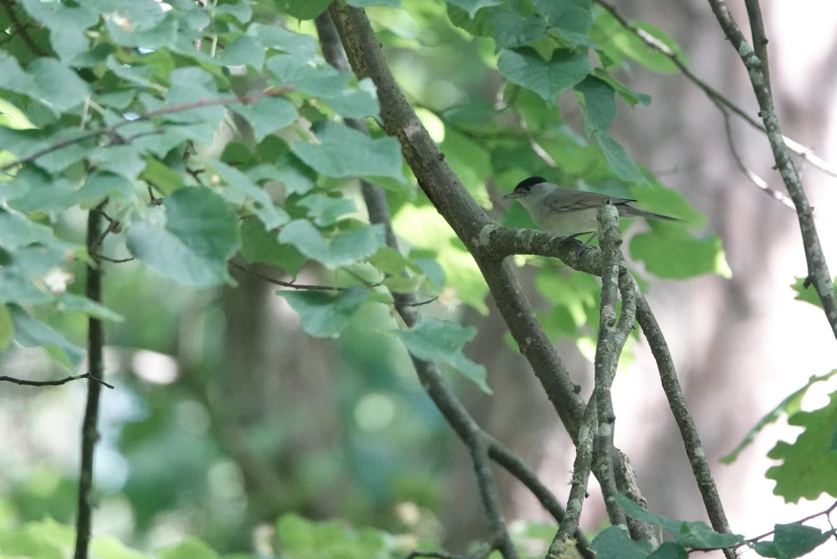 Eurasian blackcap (Sylvia atricapilla), White Lovers Bridge, Palanga, Klaipėdos apskritis, Lithuania, 2024-06-30 Eurasian blackcap (Sylvia atricapilla)