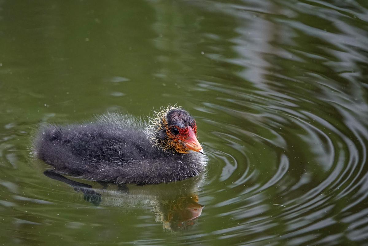 Eurasian Coot (Fulica atra)