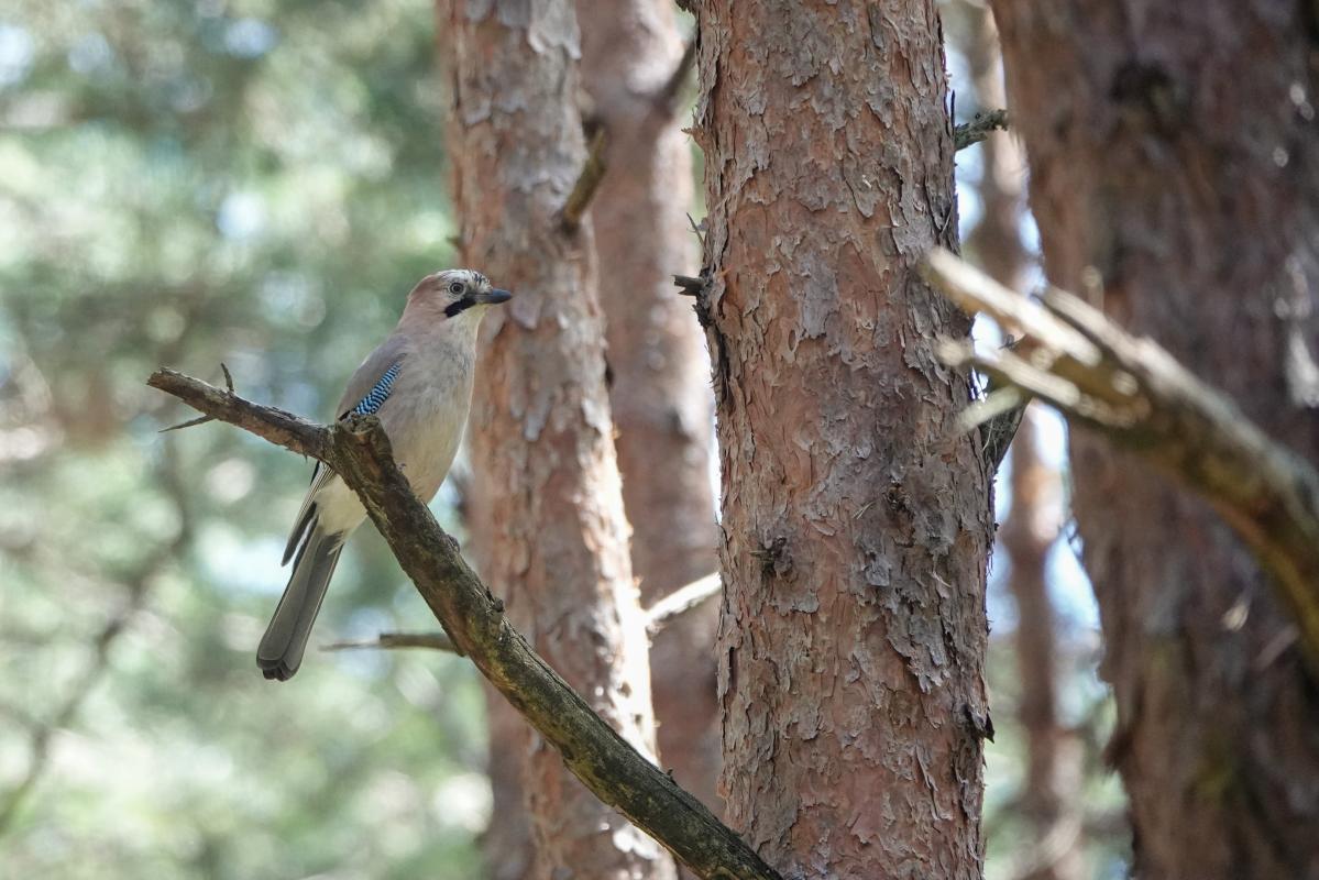 Eurasian Jay (Garrulus glandarius)