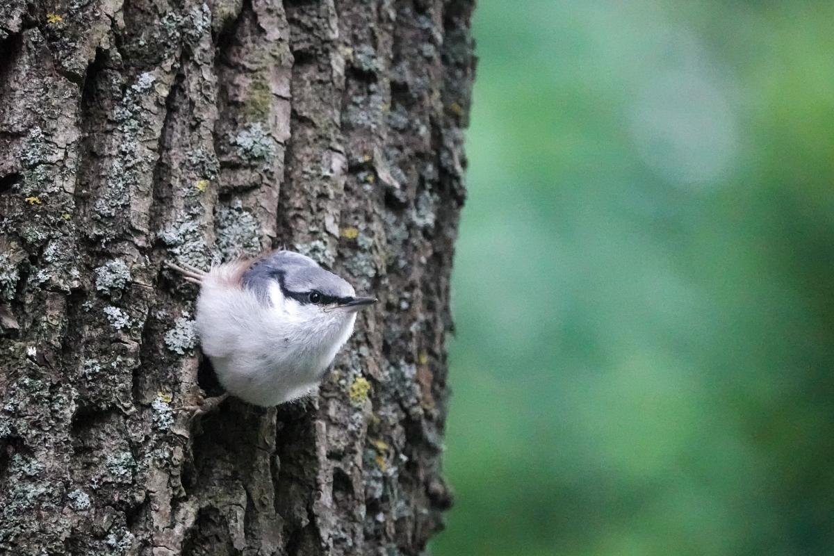 Eurasian nuthatch (Sitta europaea)