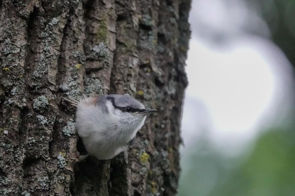 Eurasian nuthatch (Sitta europaea)