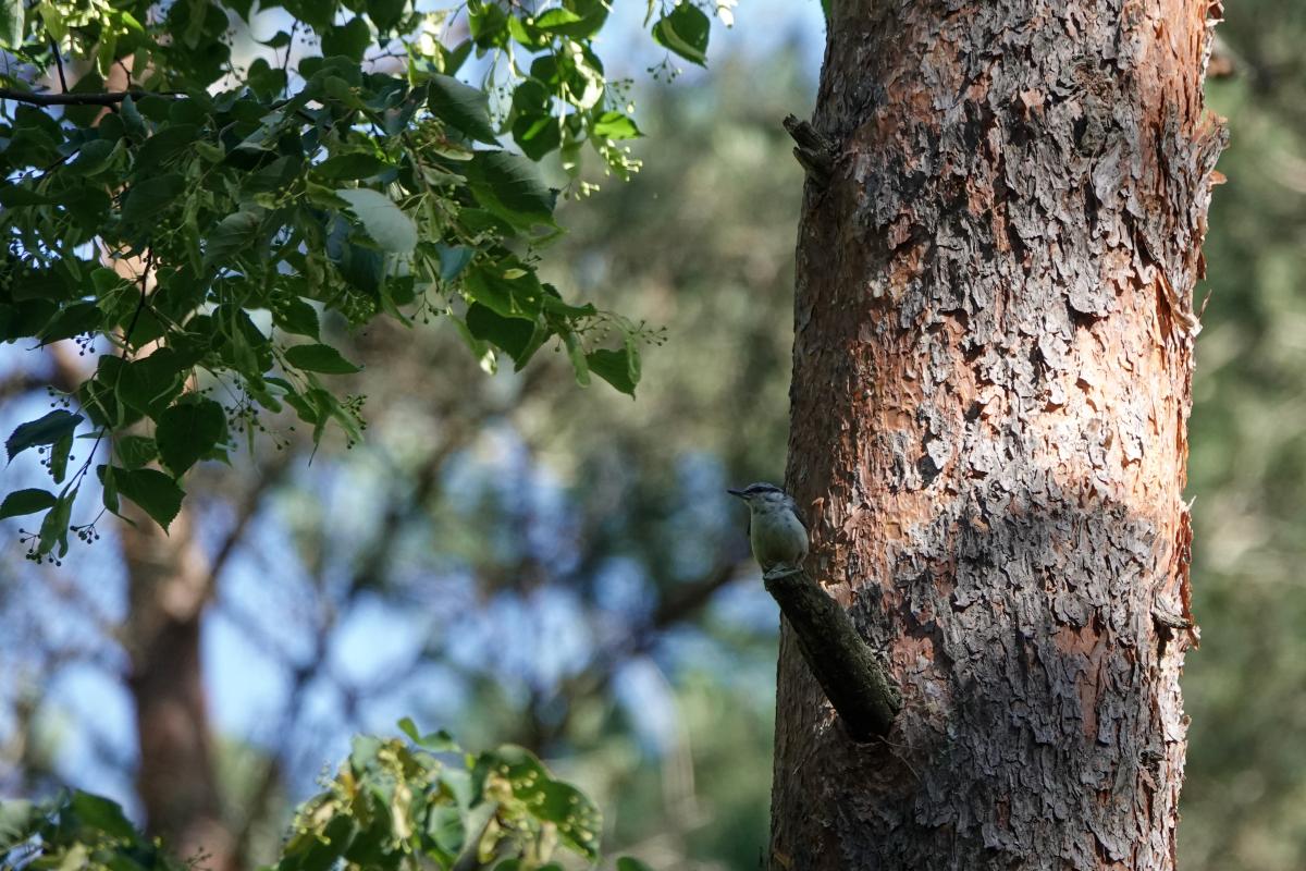 Eurasian nuthatch (Sitta europaea)