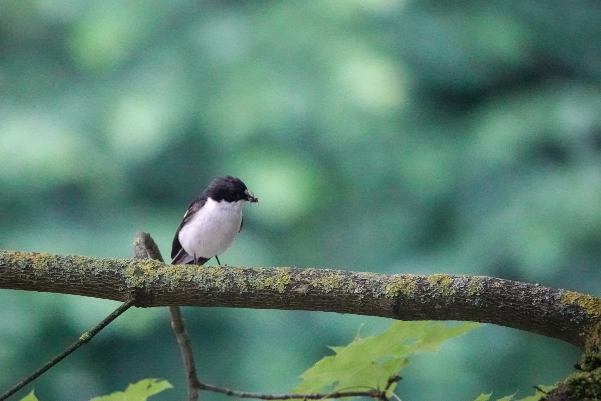 European Pied Flycatcher (Ficedula hypoleuca), Vilnius Old Town, Vilnius, Vilnius, Lithuania, 2024-06-06 European Pied Flycatcher (Ficedula hypoleuca)
