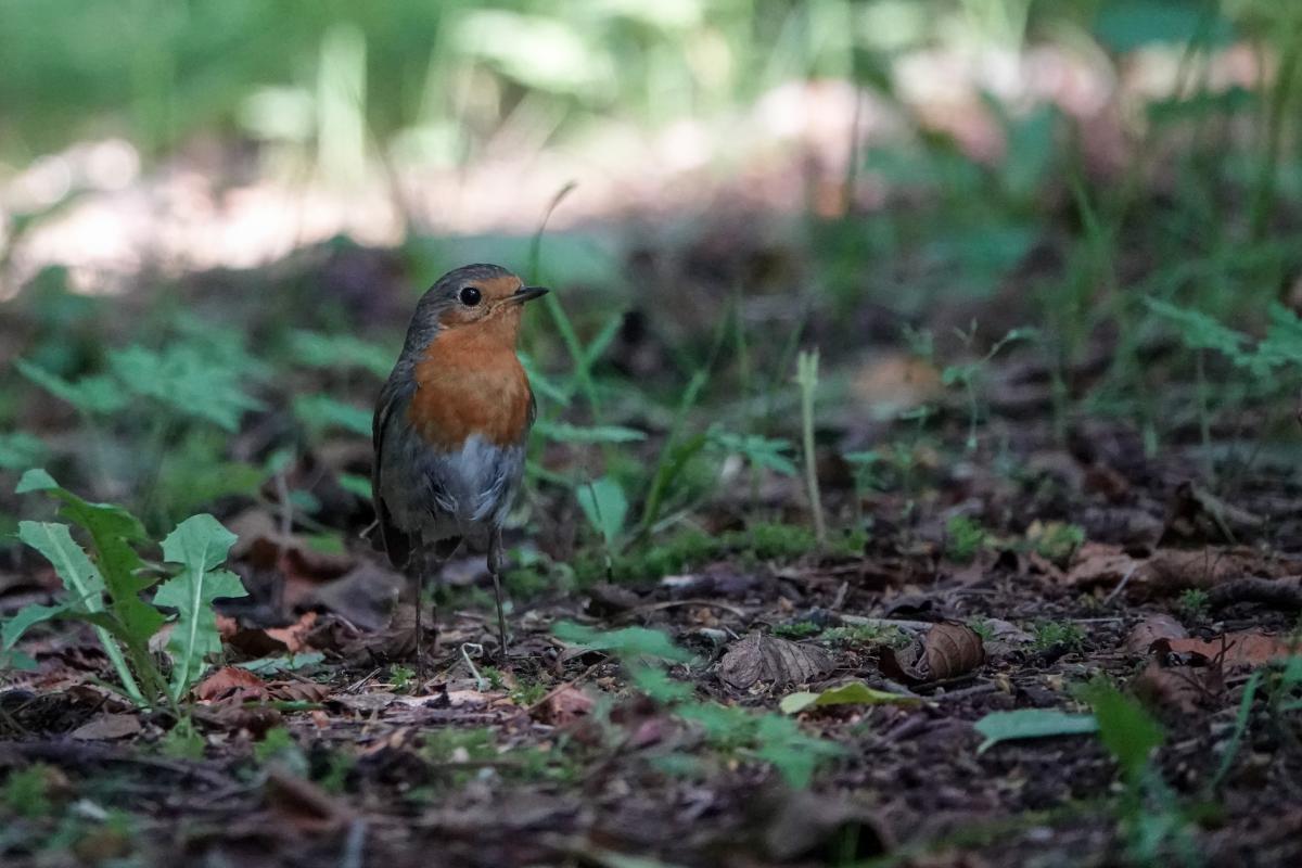 European Robin (Erithacus rubecula)