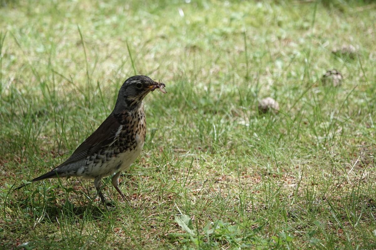 Fieldfare (Turdus pilaris)