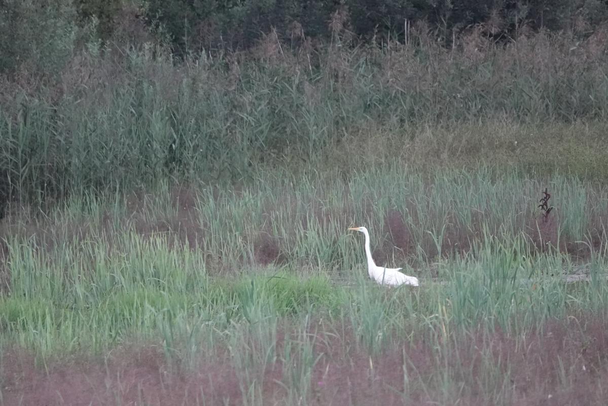 Great Egret (Ardea alba)