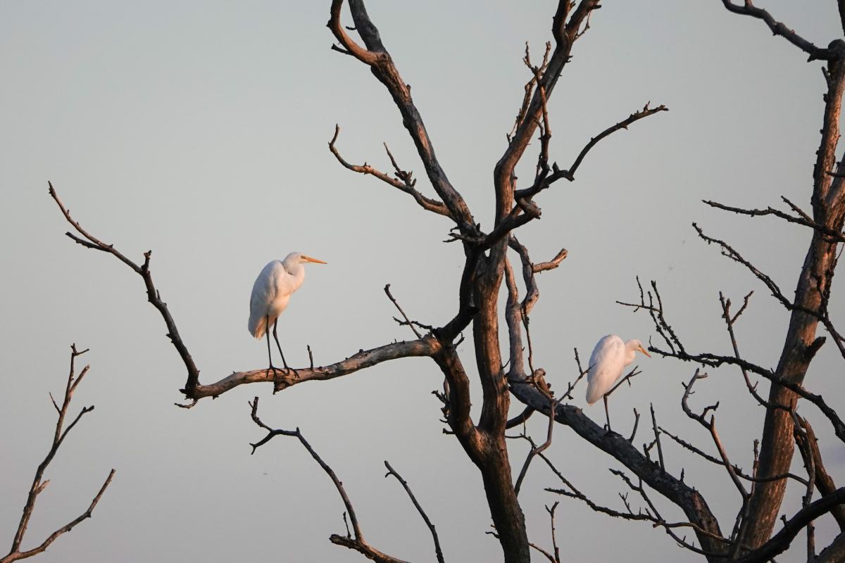 Great Egret (Ardea alba)