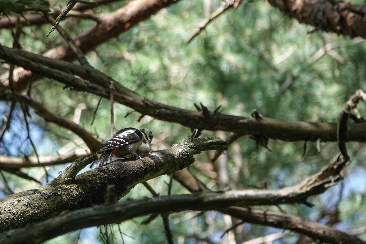 Great Spotted Woodpecker (Dendrocopos major)