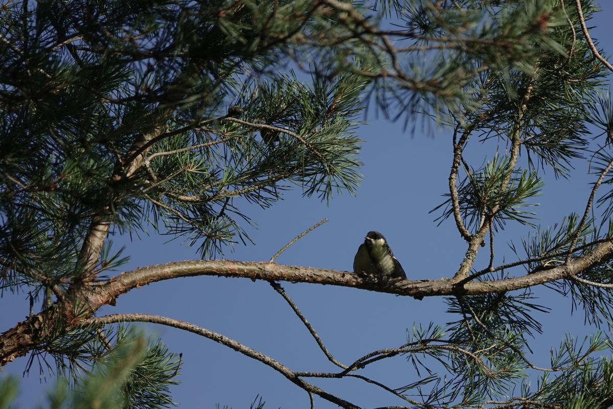 Great Tit (Parus major)