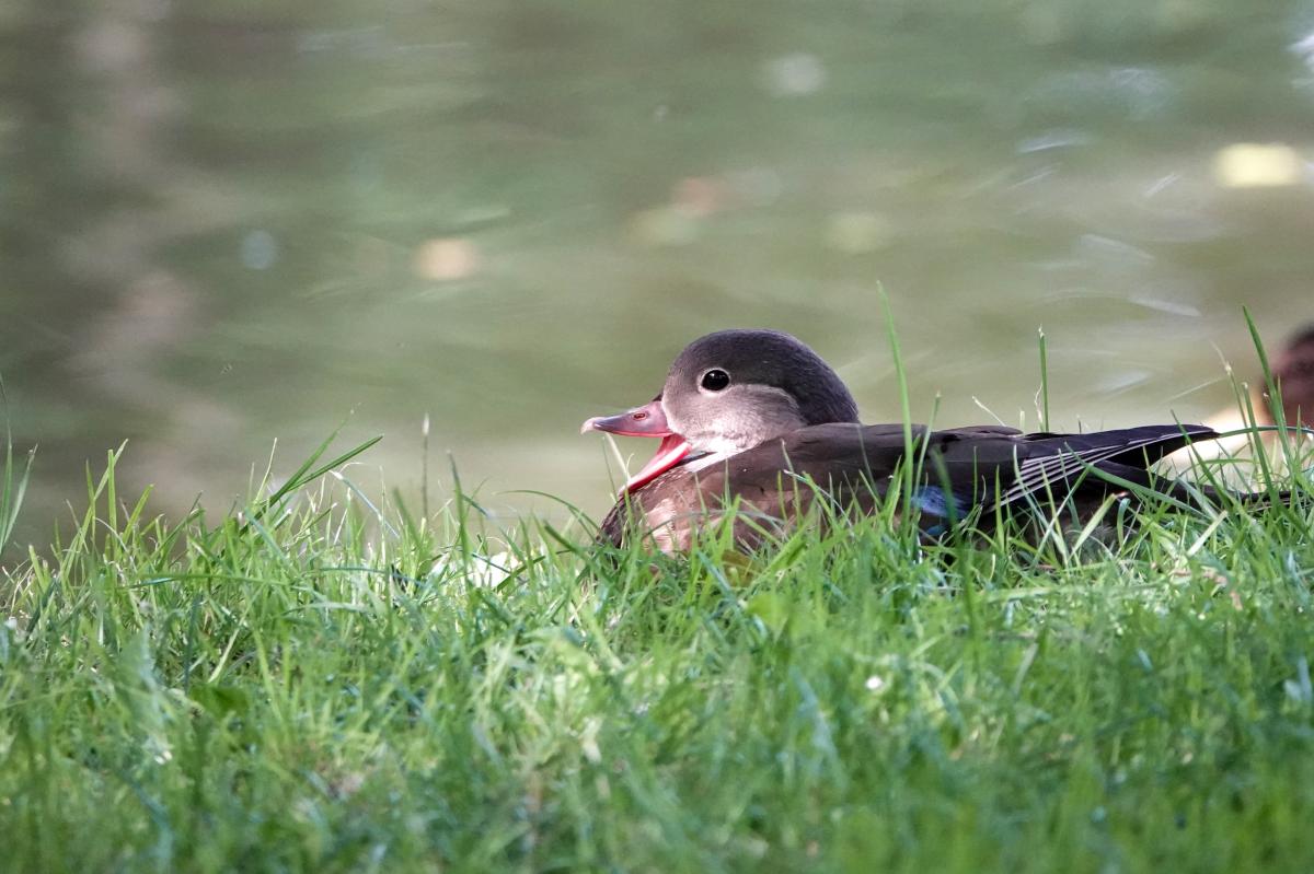 Mandarin duck (Aix galericulata)