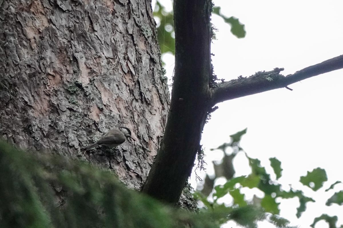 Marsh tit (Poecile palustris), Pajautos gatvė, Kernavė, Vilniaus apskritis, Lithuania, 2024-08-10 Marsh tit (Poecile palustris)