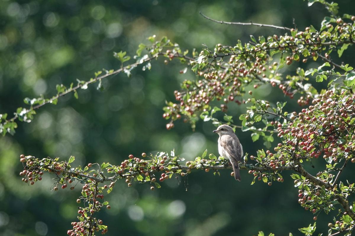 Red-backed Shrike (Lanius collurio)
