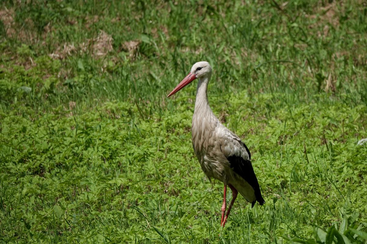 White Stork (Ciconia ciconia)