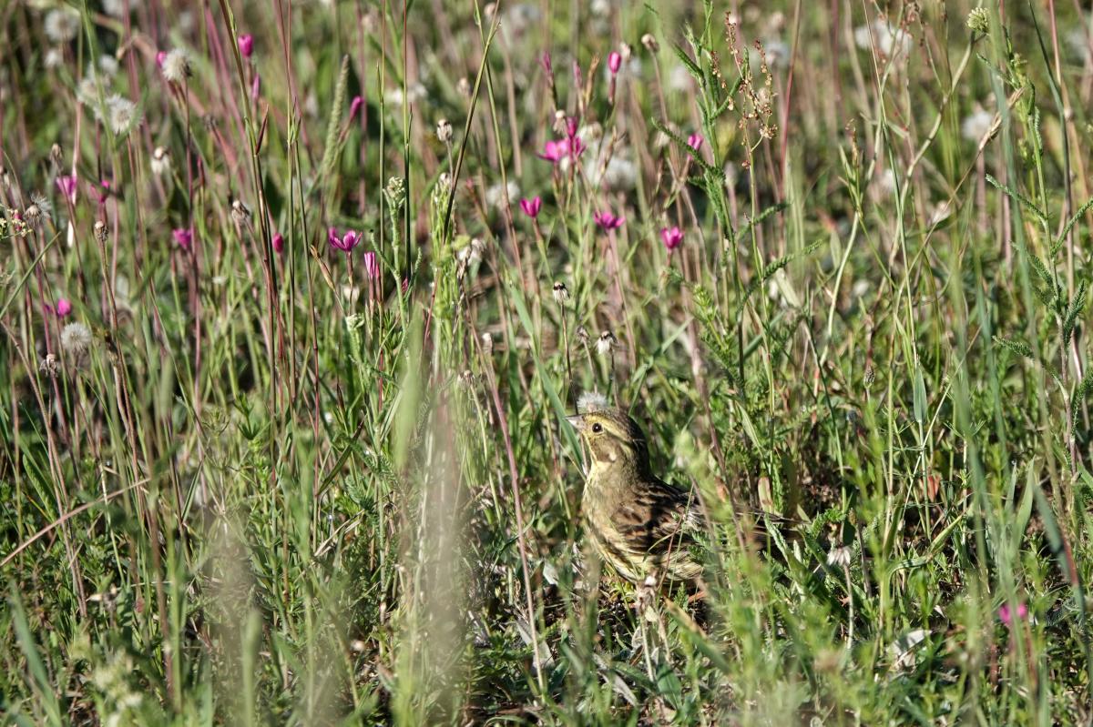 Yellowhammer (Emberiza citrinella), Gedimino gatvė, Kernavė, Vilniaus apskritis, Lithuania, 2024-06-16 Yellowhammer (Emberiza citrinella)