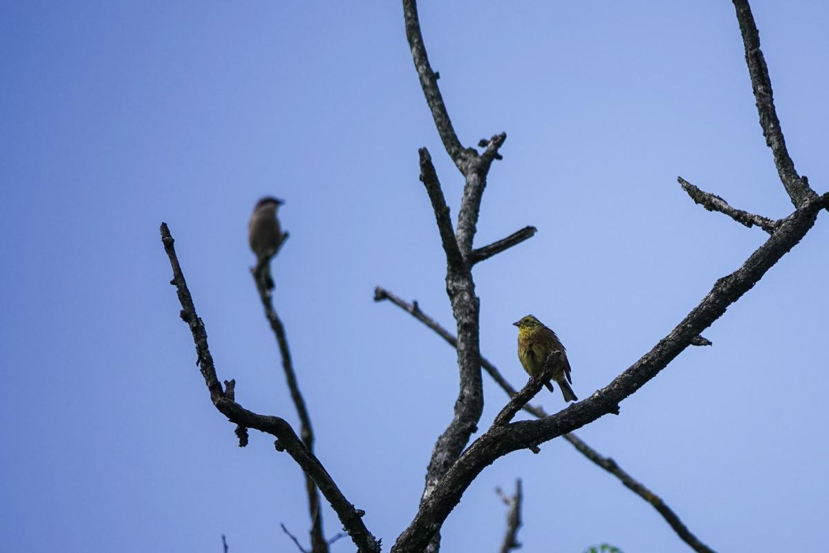 Yellowhammer (Emberiza citrinella), Pajautos gatvė, Kernavė, Vilniaus apskritis, Lithuania, 2024-06-16 Yellowhammer (Emberiza citrinella)