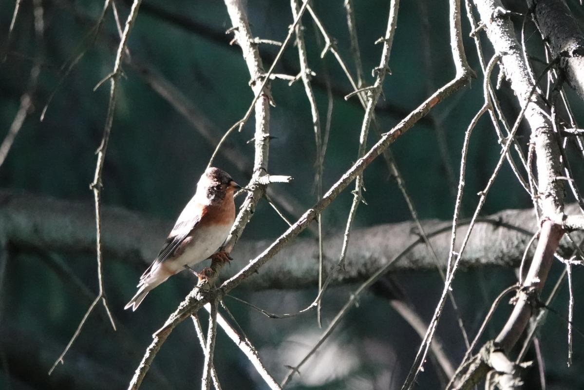 Brambling (Fringilla montifringilla)