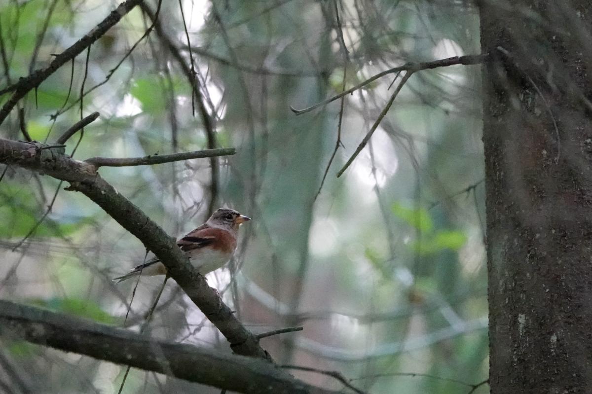 Brambling (Fringilla montifringilla)