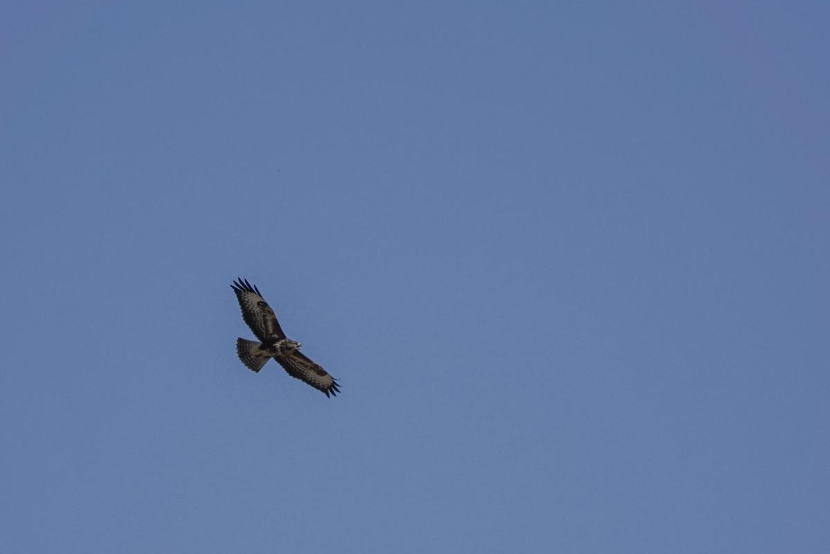 Common buzzard (Buteo buteo)