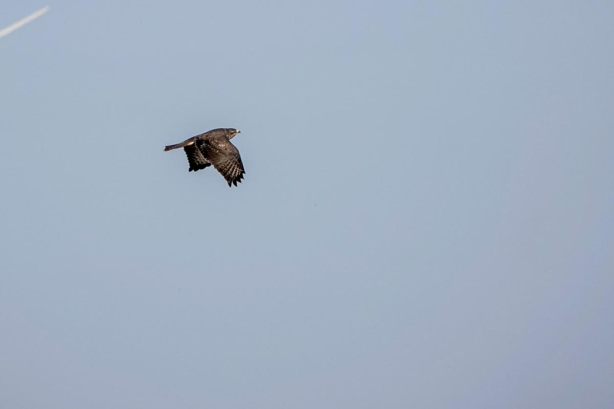 Common buzzard (Buteo buteo)