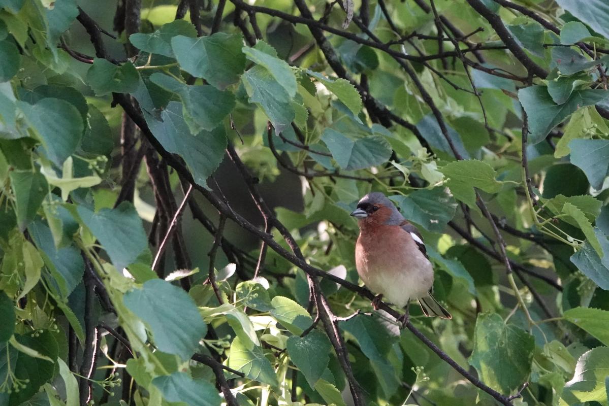 Common Chaffinch (Fringilla coelebs)