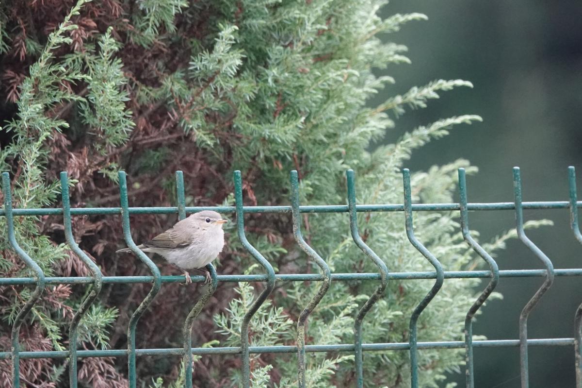 Common chiffchaff (Phylloscopus collybita)