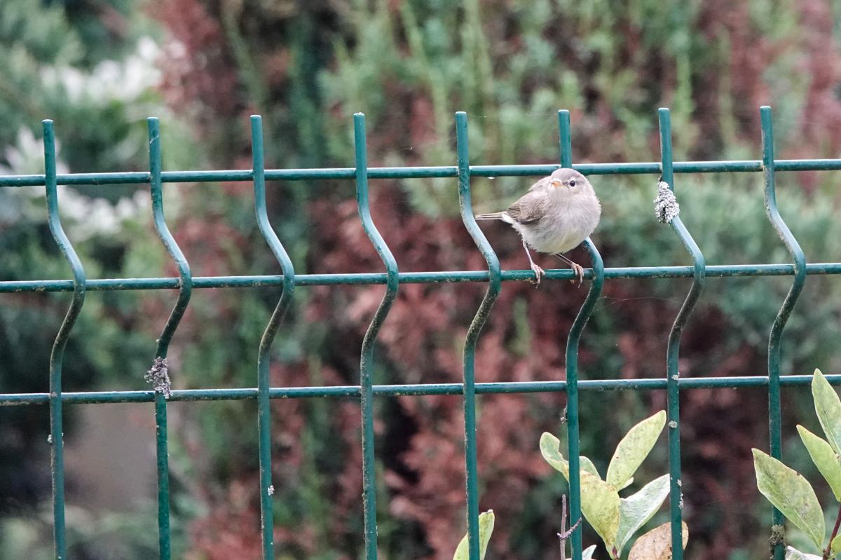 Common chiffchaff (Phylloscopus collybita)