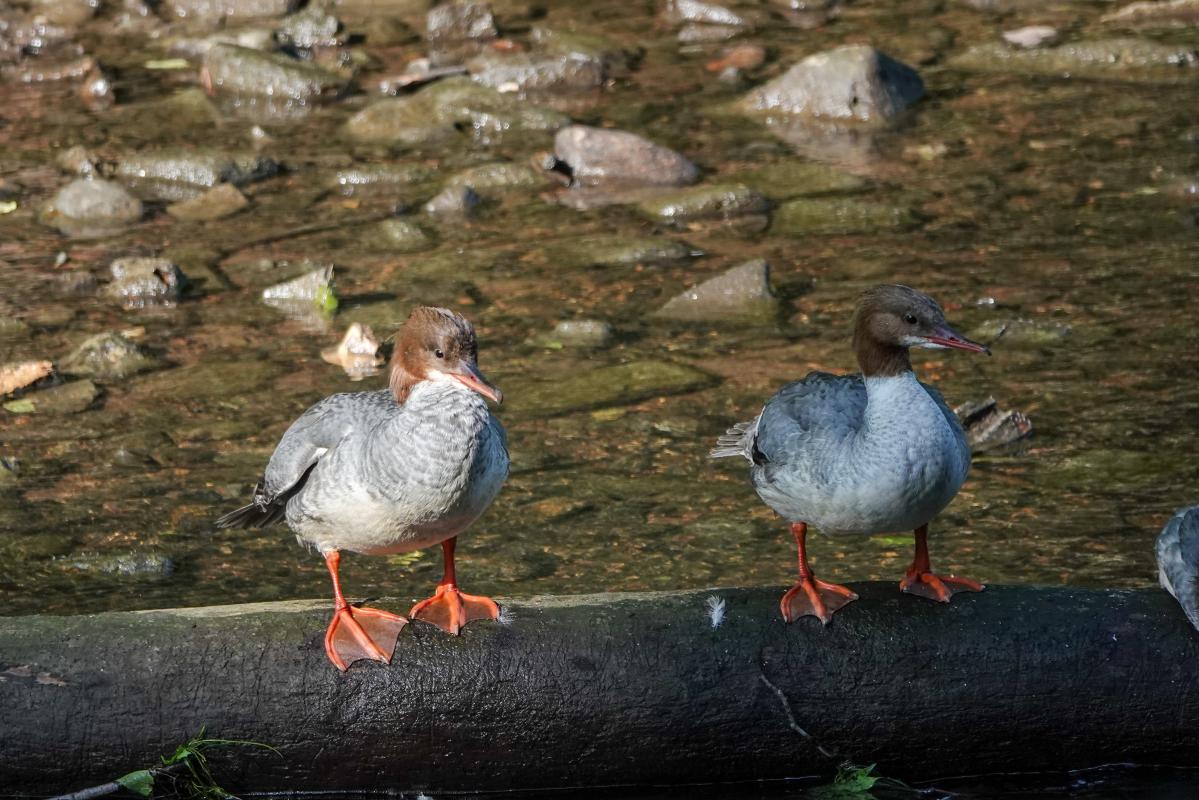 Common Merganser (Mergus merganser)