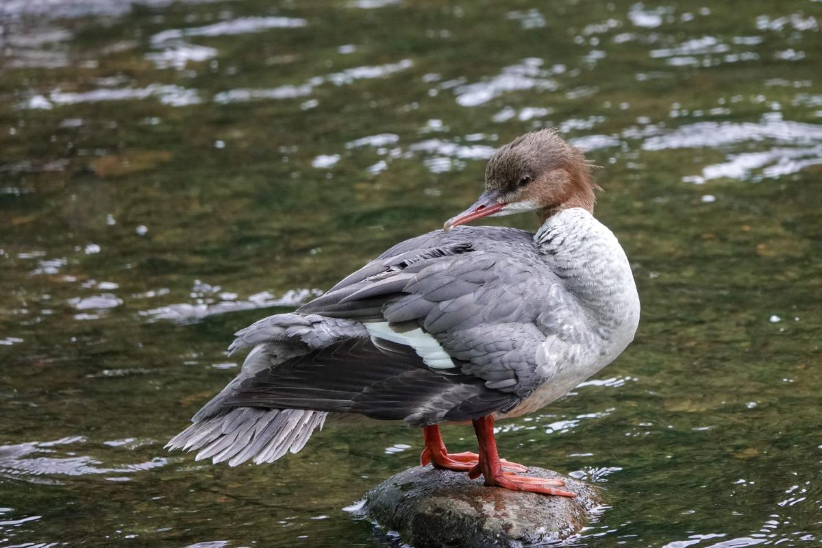 Common Merganser (Mergus merganser)