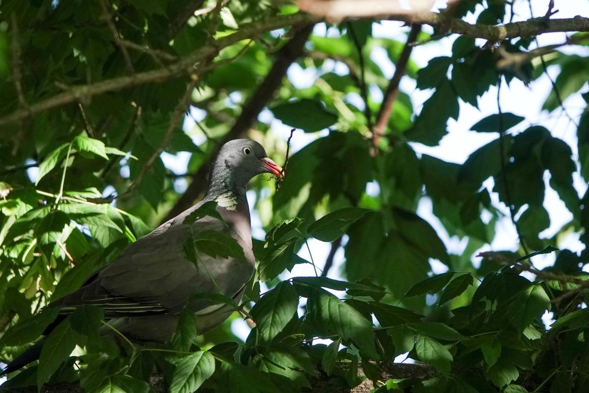 Common Wood Pigeon (Columba palumbus)