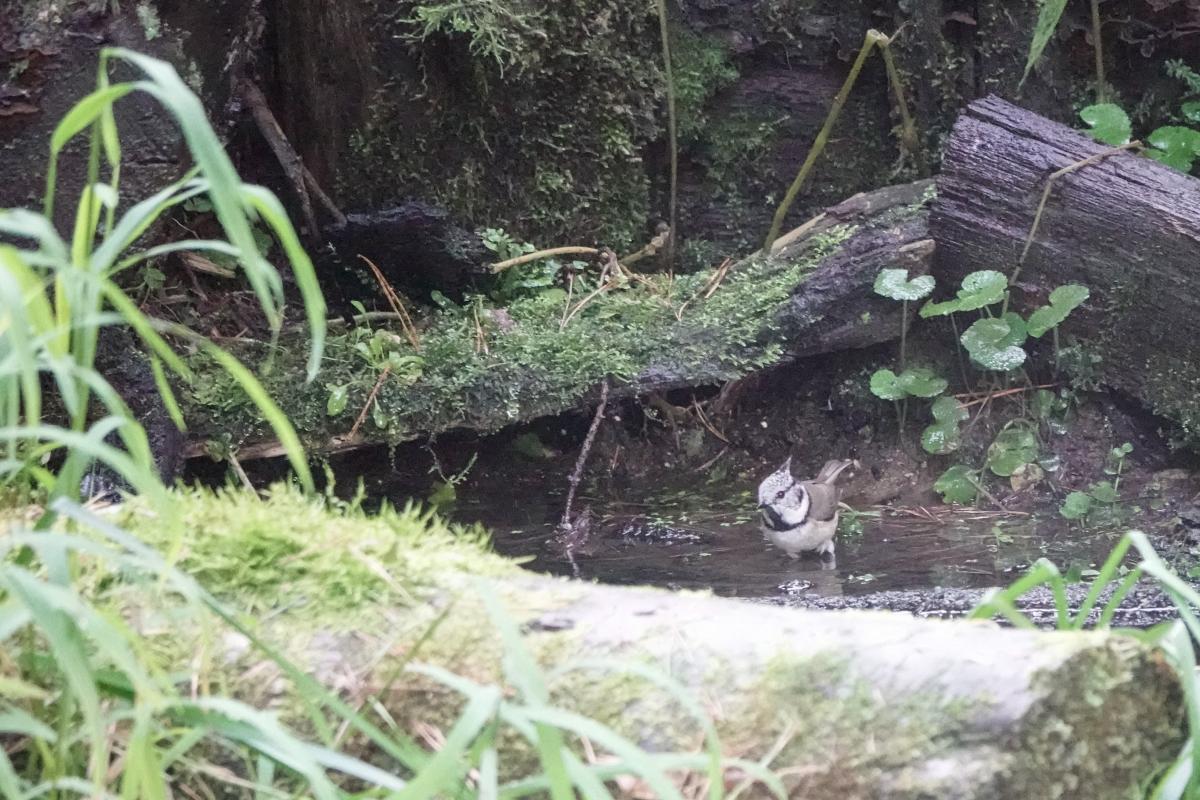 Crested tit (Lophophanes cristatus)