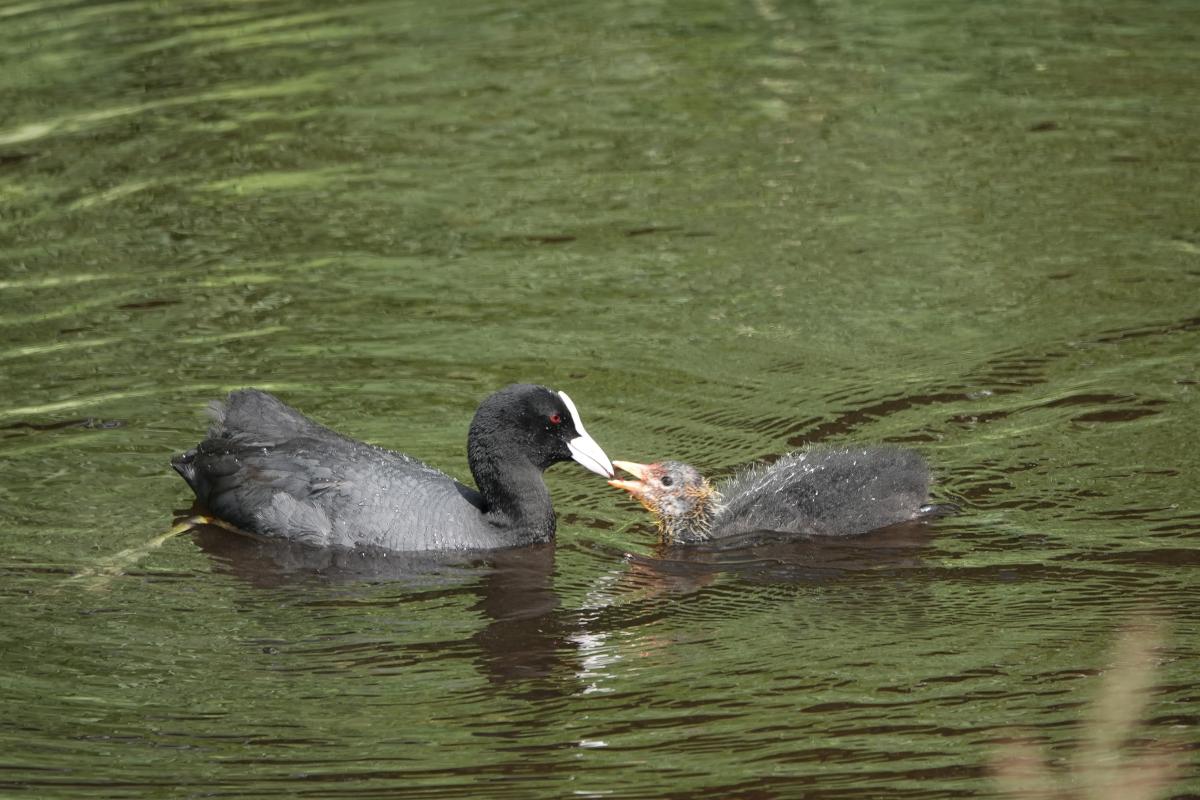 Eurasian Coot (Fulica atra)