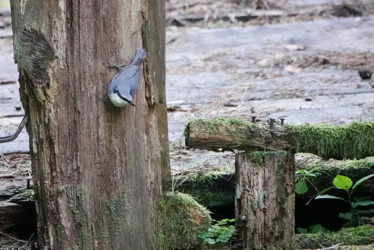 Eurasian nuthatch (Sitta europaea)