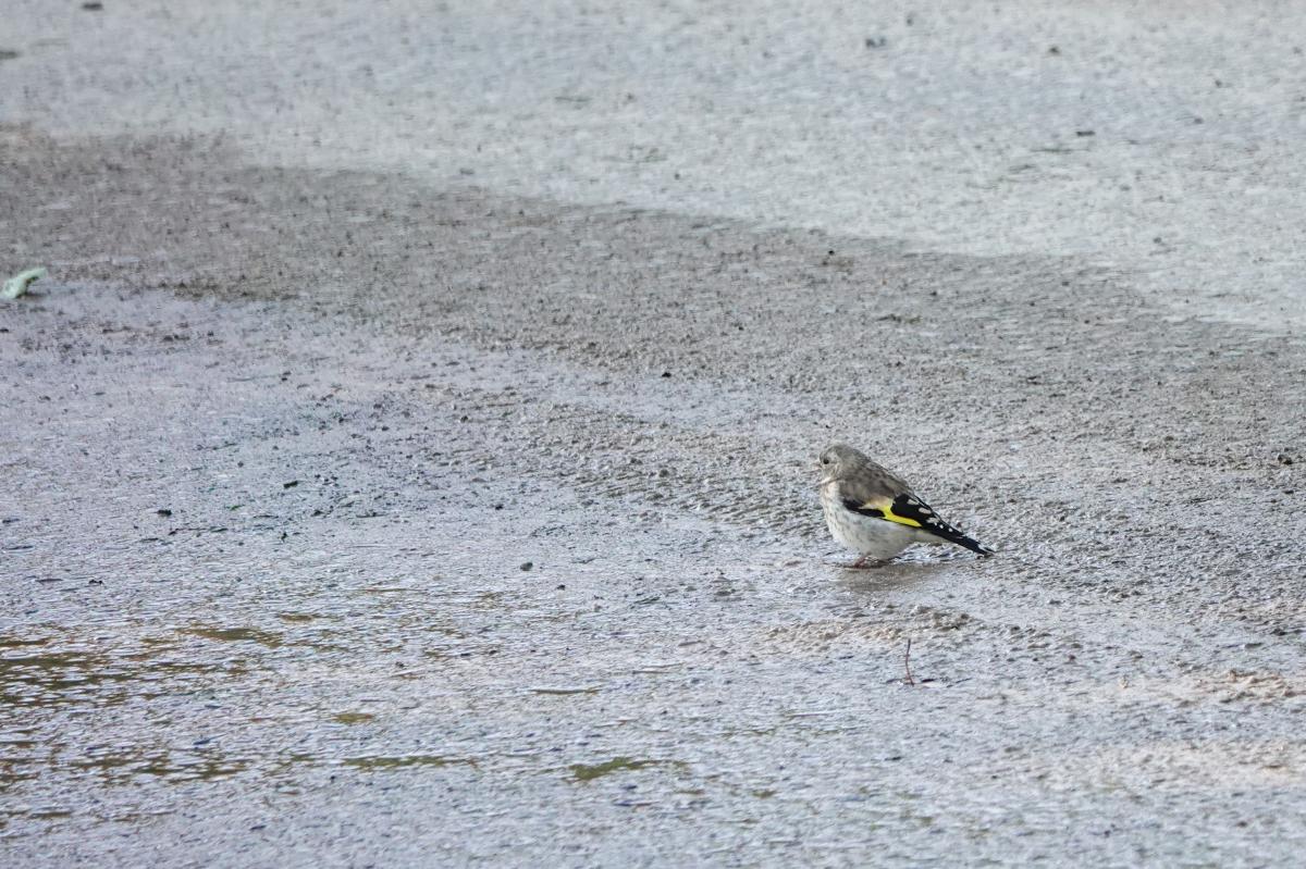 European Goldfinch (Carduelis carduelis)