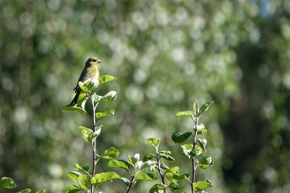 European Greenfinch (Carduelis chloris), Ungurio, Statkonys, Vilniaus apskritis, Lithuania, 2025-07-12 European Greenfinch (Carduelis chloris)