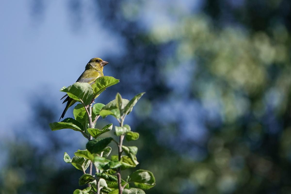 European Greenfinch (Carduelis chloris), Ungurio, Statkonys, Vilniaus apskritis, Lithuania, 2025-07-12 European Greenfinch (Carduelis chloris)
